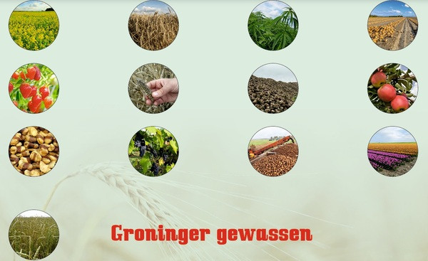 Groninger Gewassen